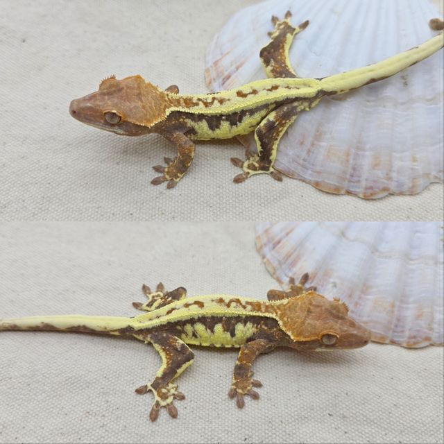 프라푸치노