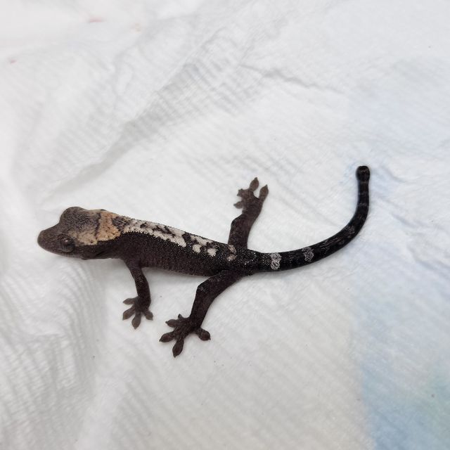 루왁 세이블 트라이