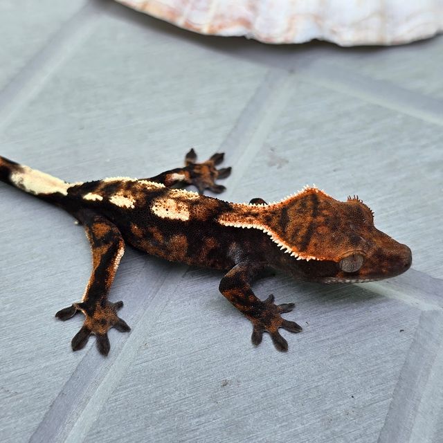 세이블