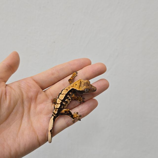 트라이