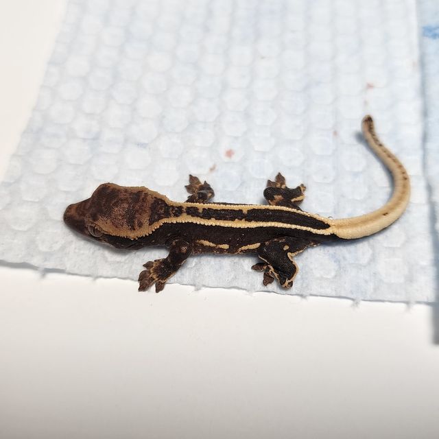 엠티백 블랙