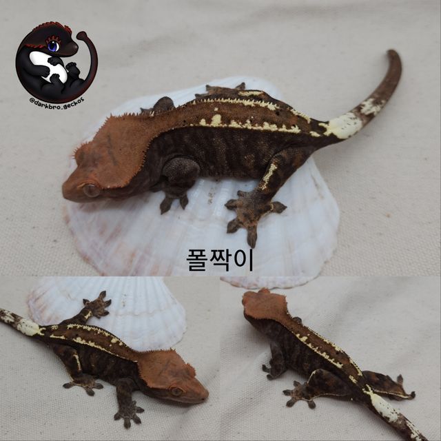 카푸치노 쿼드 블랙