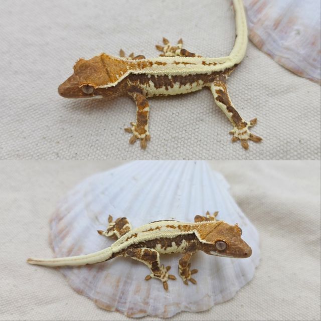 프라푸치노