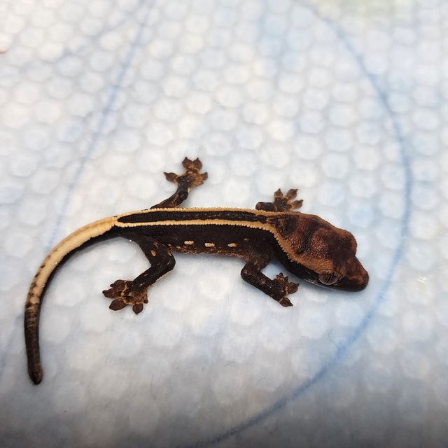 엠티백 블랙