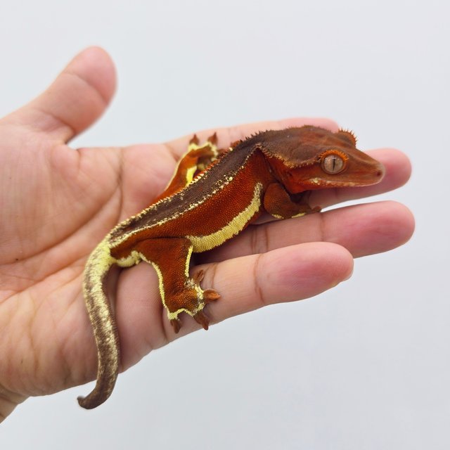 레드 팬텀 릴리화이트