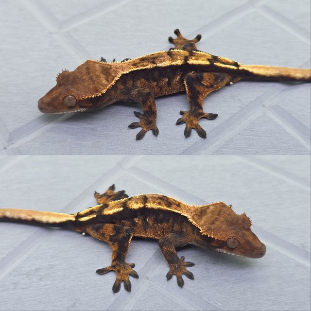 세이블
