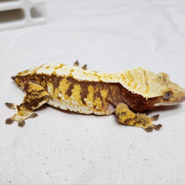 트라이