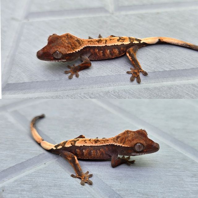 세이블
