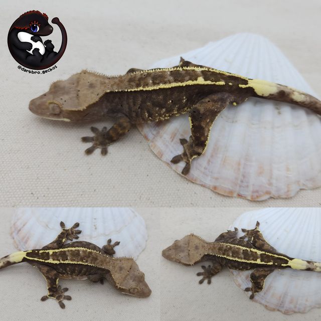 카푸치노 블랙