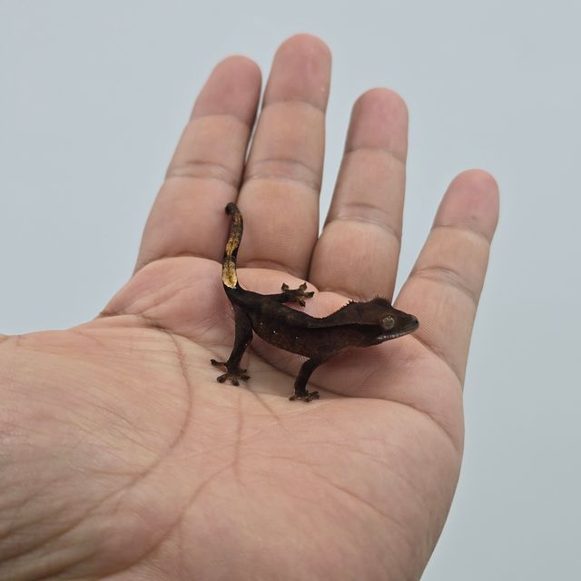 블랙 챠콜 알티