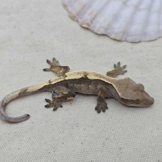 세이블