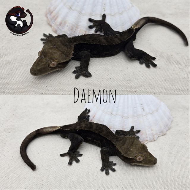 다크 블랙 챠콜 알티