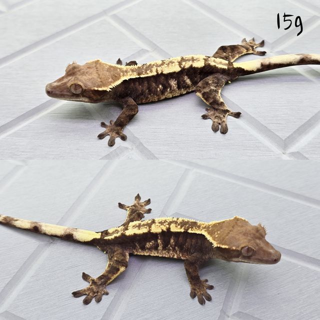 세이블