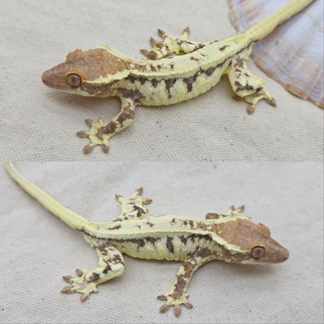프라푸치노