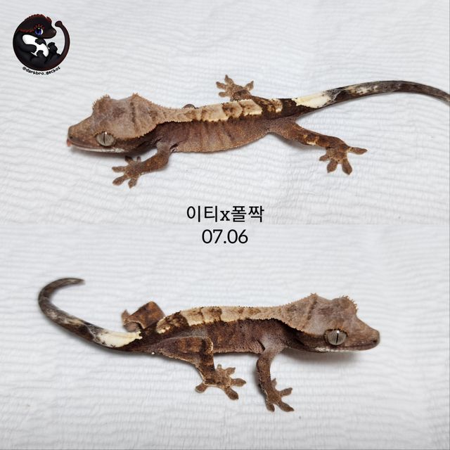 카푸치노 트라이