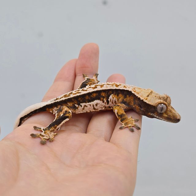 트라이