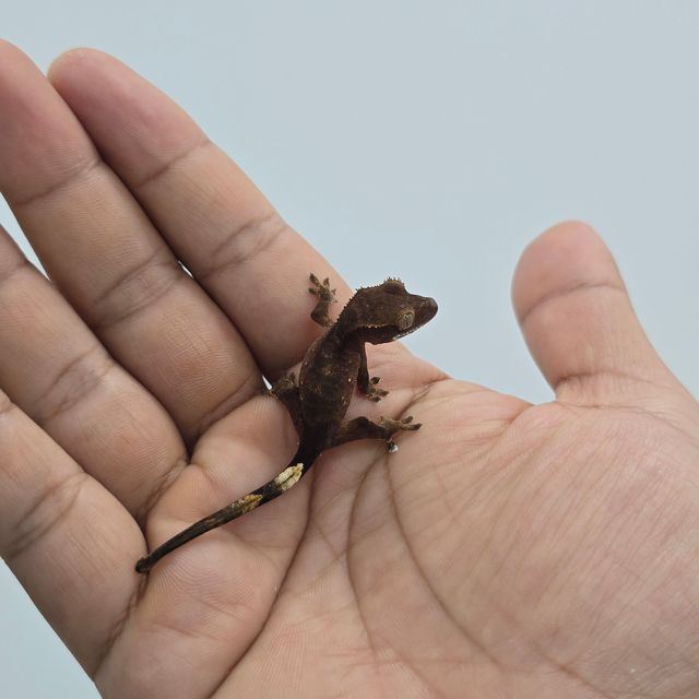 다크 블랙 챠콜 알티
