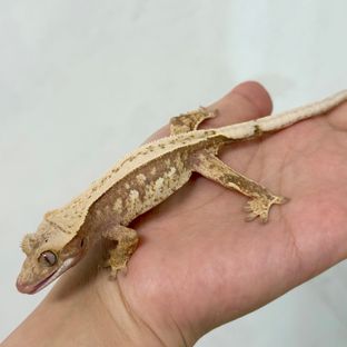 노멀 쿼드 레드