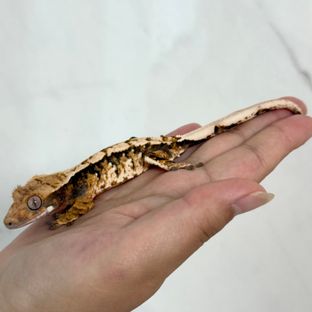 트라이 익스트림할리퀸