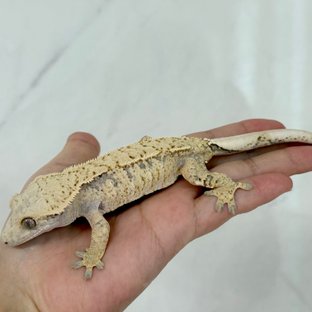 노멀 트라이 익스트림할리퀸