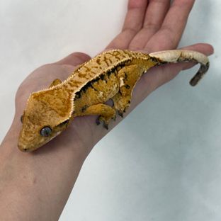 트라이 익스트림할리퀸 화이트포트홀 화이트스팟