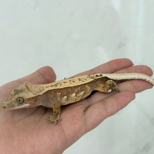 노멀 쿼드 레드