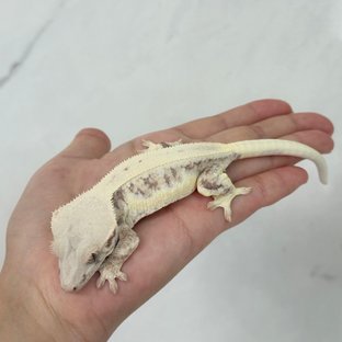 릴리화이트 레드