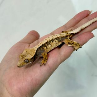 트라이 익스트림할리퀸