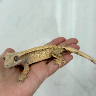 노멀 익스트림할리퀸 트라이