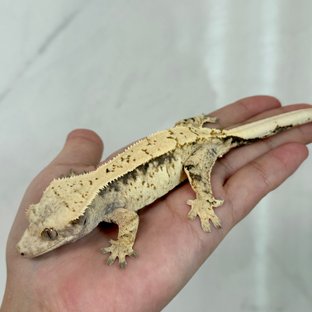 노멀 익스트림할리퀸