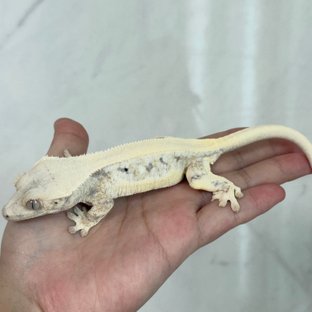 릴리화이트 솔리드백 풀핀