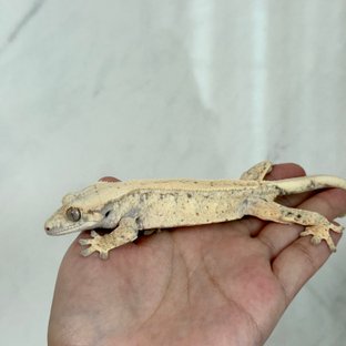 노멀 풀핀 드리피