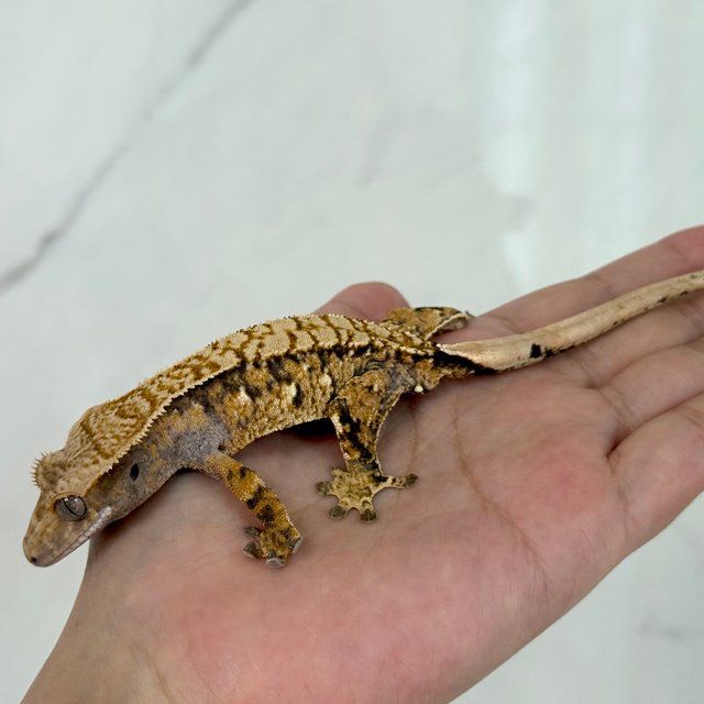 노멀 트라이 익스트림할리퀸