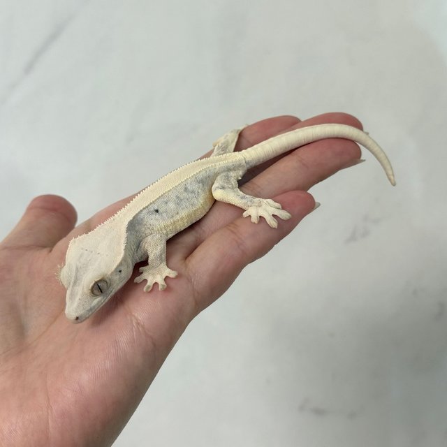 릴리화이트 솔리드백 풀핀