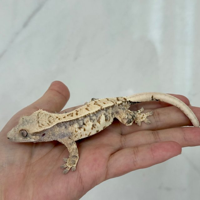 노멀 트라이 익스트림할리퀸