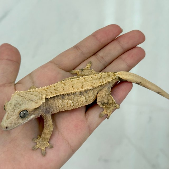 노멀 익스트림할리퀸 트라이