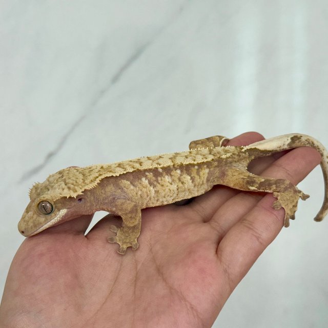 노멀 레드 익스트림할리퀸 화이트스팟