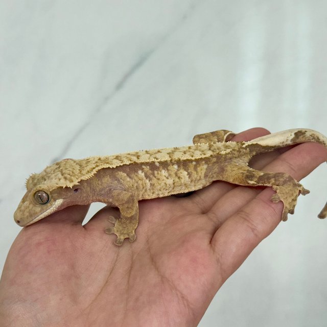 노멀 레드 익스트림할리퀸 화이트스팟