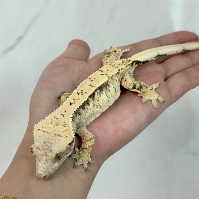 노멀 익스트림할리퀸