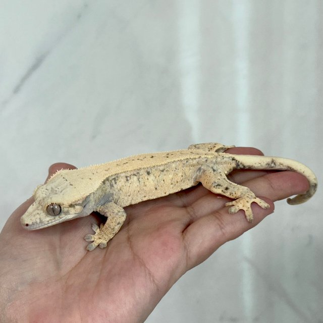 노멀 풀핀 드리피