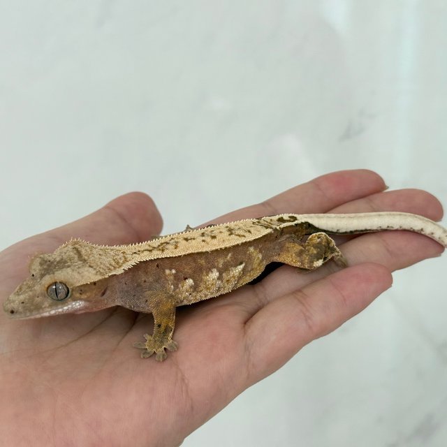 노멀 쿼드 레드