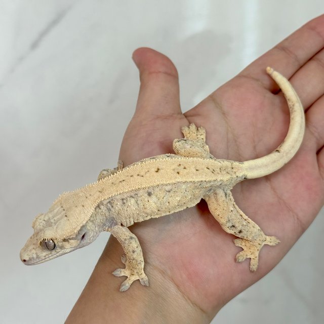 노멀 풀핀 드리피