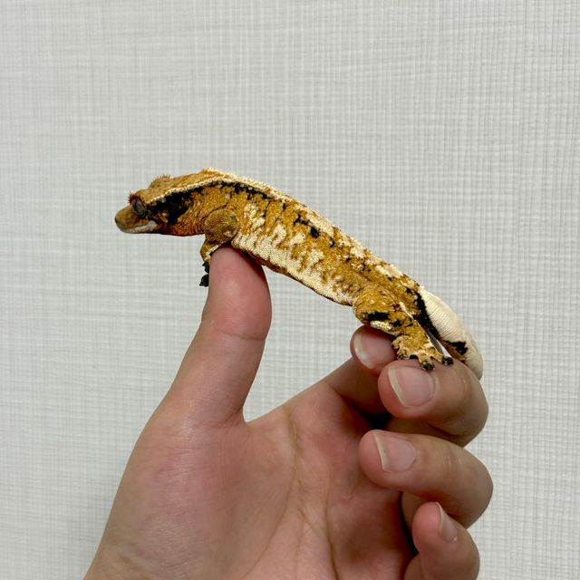 노멀 트라이 익스트림할리퀸