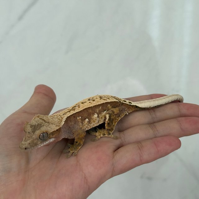 노멀 쿼드 레드