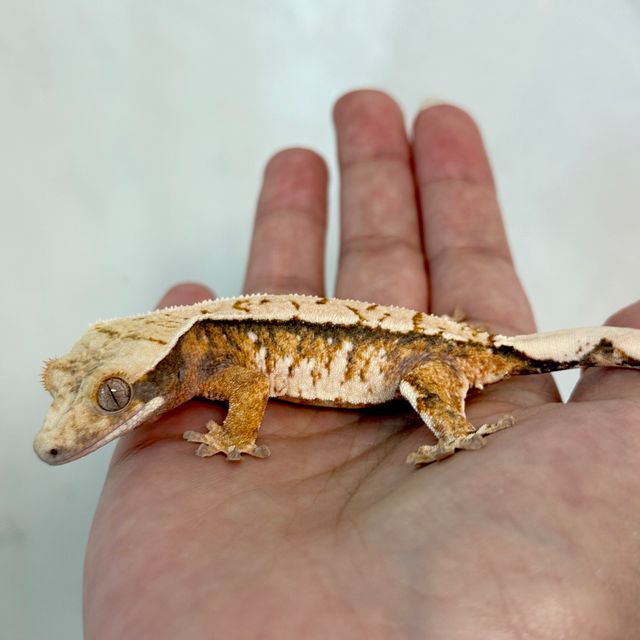 노멀 트라이 익스트림할리퀸 화이트스팟 화이트포트홀