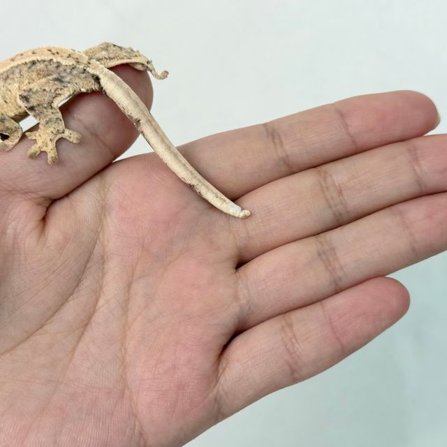 노멀 풀핀 화이트스팟