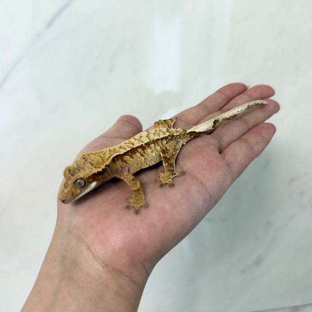 노멀 레드 익스트림할리퀸 화이트스팟