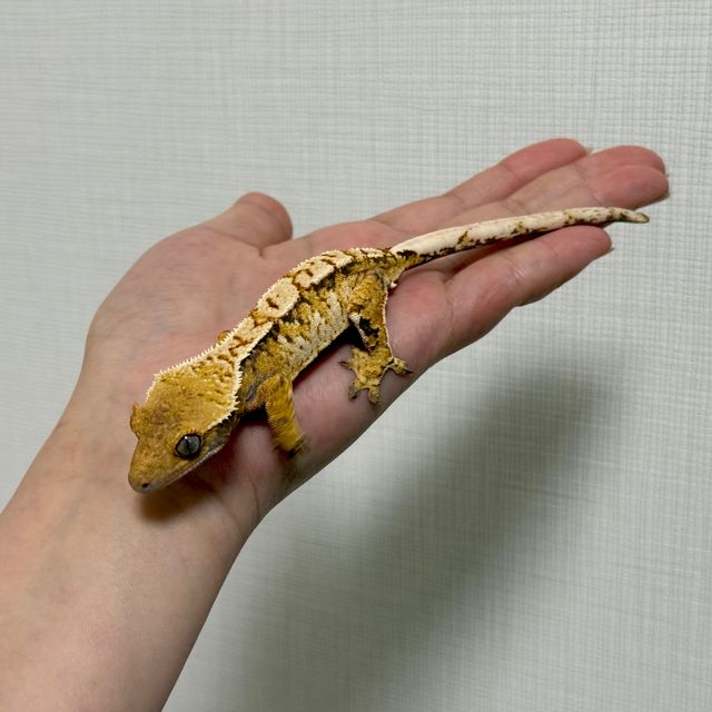 노멀 트라이 익스트림할리퀸