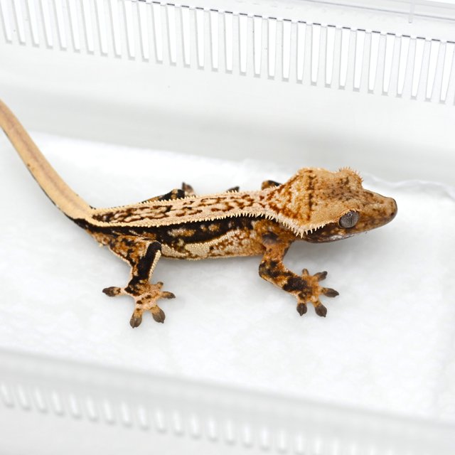 노멀 쿼드 핀스트라이프