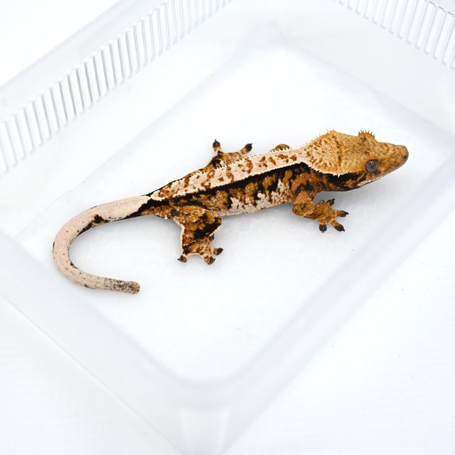 노멀 텐저린 트라이